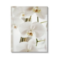 Stupell Elegáns Fehér Orchidea Szirmok Botanikai & Virágos Fotógaléria Csomagolt Vászon Nyomtatás Wall Art