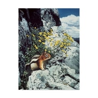 Védjegy Képzőművészet 'Mountain Bloom Ground Mókus' vászon művészete, Ron Parker
