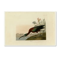 Védjegy Szépművészet 'fényes ibisplate 387' vászon művészete: Audubon
