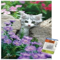 Keith Kimberlin-cica-kövek és virágok fali poszter Push csapok, 14.725 22.375