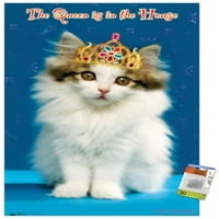 Keith Kimberlin-cica-királynő fali poszter Push csapokkal, 22.375 34