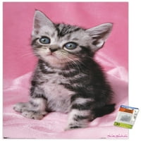 Keith Kimberlin-cica-aranyos fali poszter Push csapokkal, 22.375 34